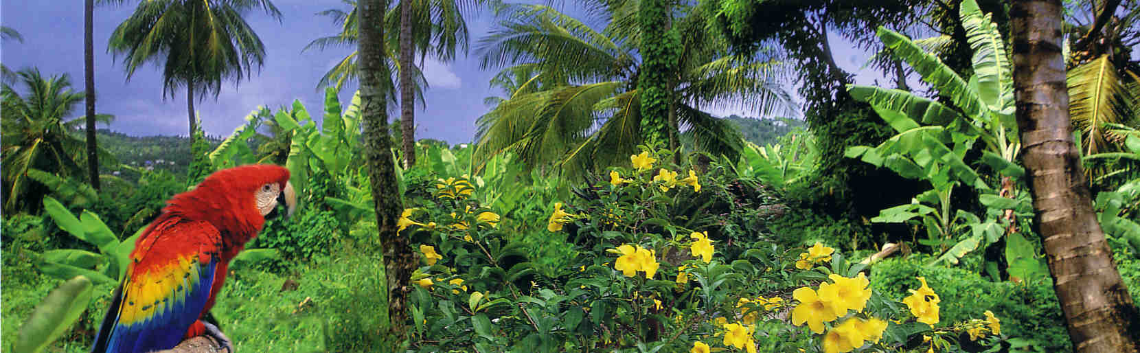 Karibische Flora und Fauna